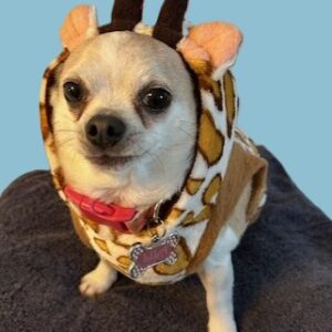 Dog wearing a giraffe costume on blanket.