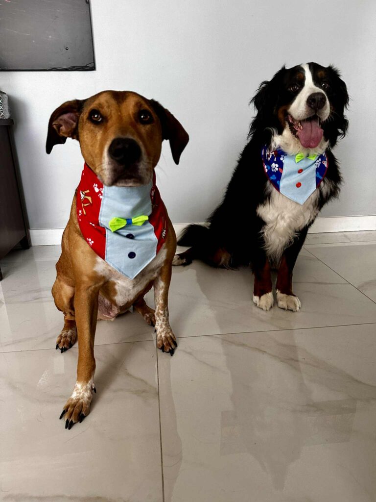 Two dogs wearing colorful bandanas sitting on a tiled floor indoors.