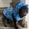 A black pug wearing a blue hoodie with purple spots.