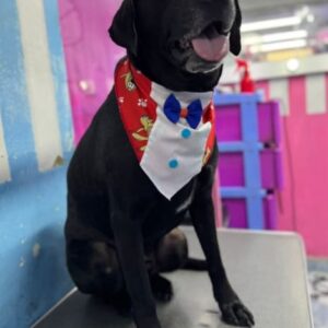 Bandanas Large Male