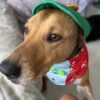 A dog wearing a colorful bandana and green hat.