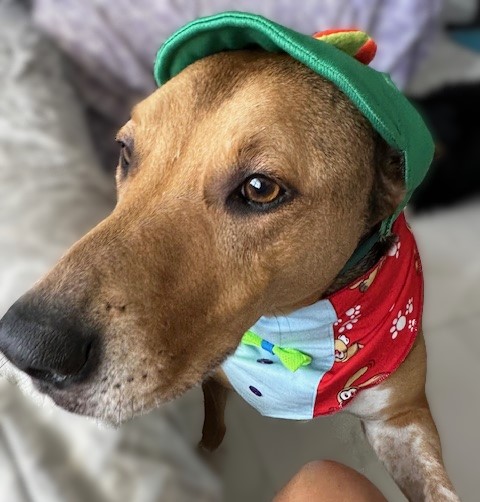 A dog wearing a colorful bandana and green hat.