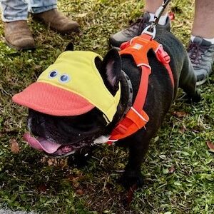 🧢 Hats for Dogs & Cats