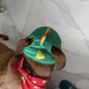 Dog wearing a green frog hat and red bandana.