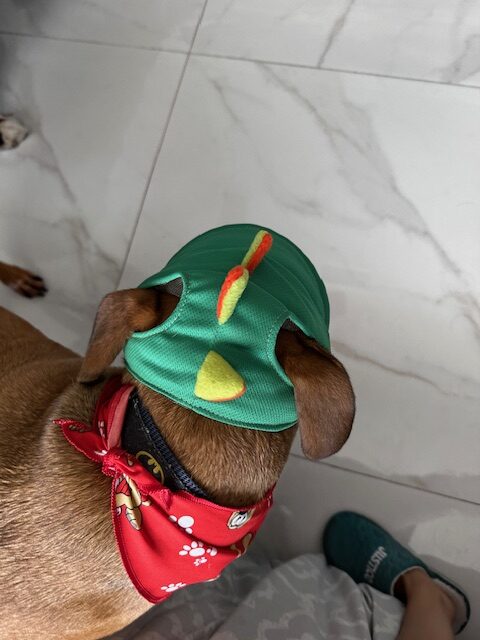 Dog wearing a green frog hat and red bandana.