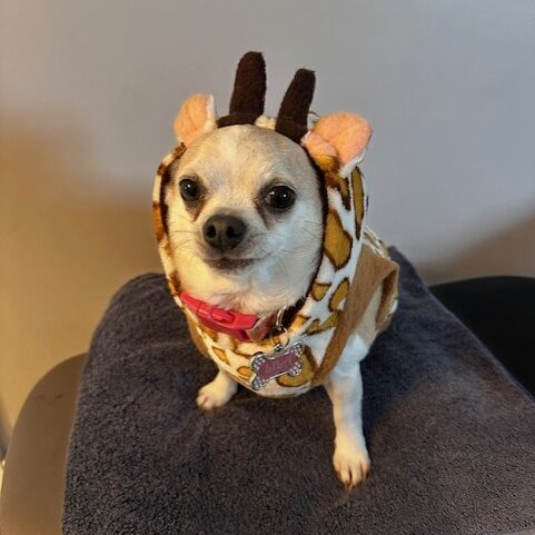 Small dog wearing a giraffe costume with ears and horns.