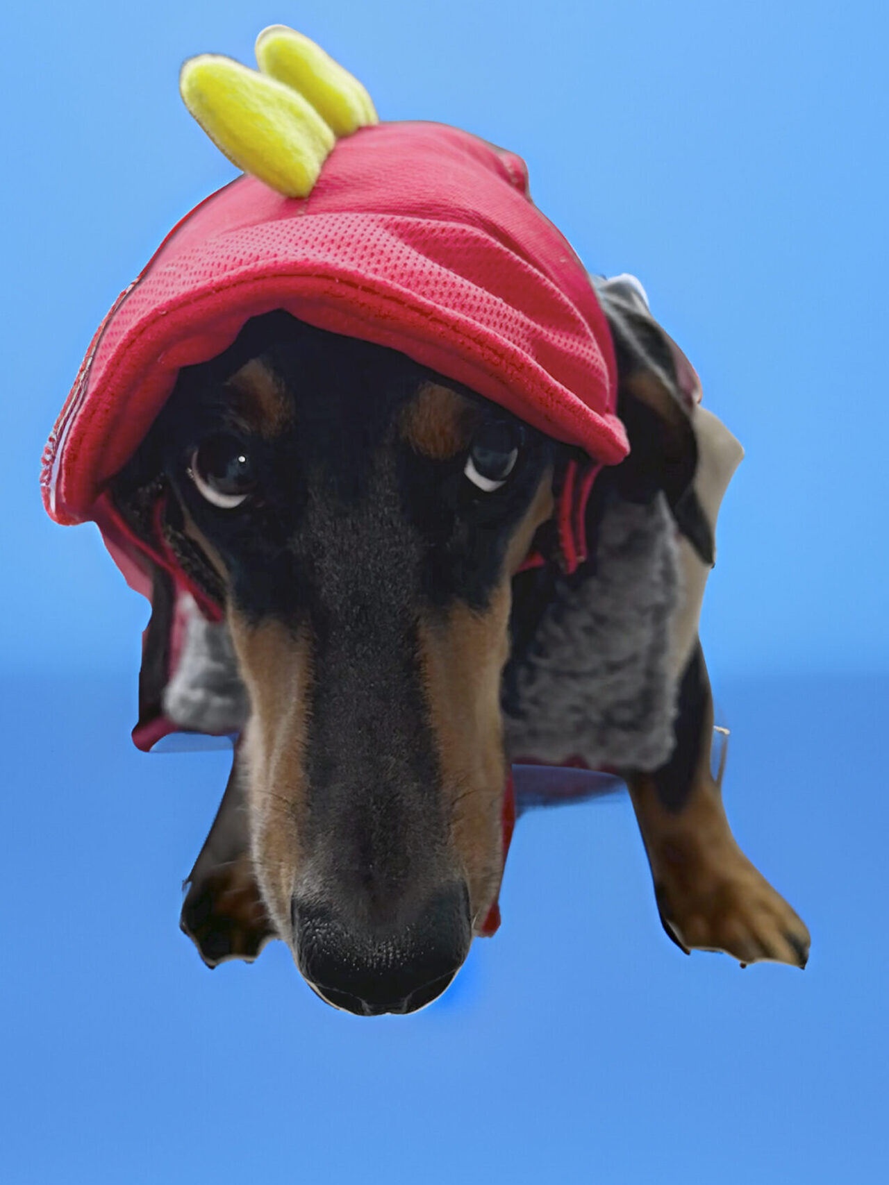 A small black and brown dog wearing a red hat with yellow decorations on a blue background.