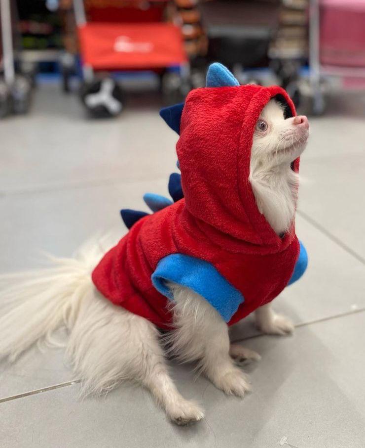 Small white dog wearing a red dinosaur hoodie indoors.