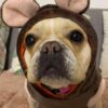A dog dressed in a cute mouse costume with large ears.