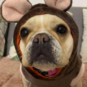 A dog dressed in a cute mouse costume with large ears.