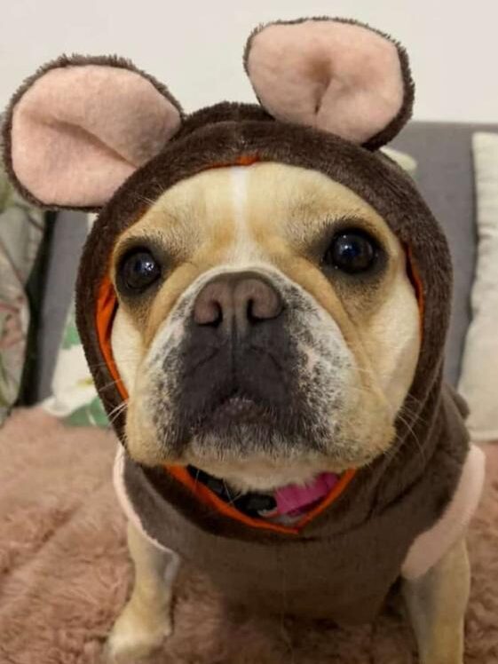 A dog dressed in a cute mouse costume with large ears.