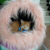 A cat relaxing inside a fluffy pink pet bed.