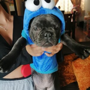 Cookies-Blue-Two in One