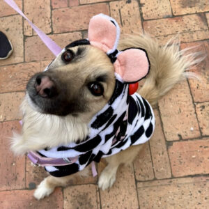 Cow-Two in One