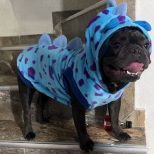 Dino-Blue-Two in One