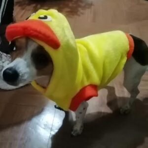 Duck-Two in One