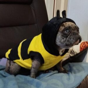 Bee-Two in One