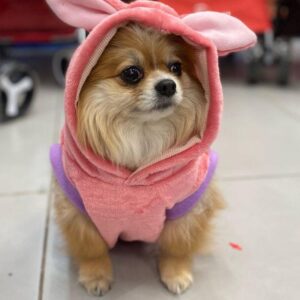 Rabbit-Pink-Two in One