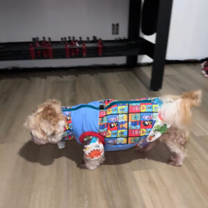 Harness Vest